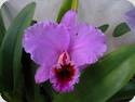 Cattleya percivaliana